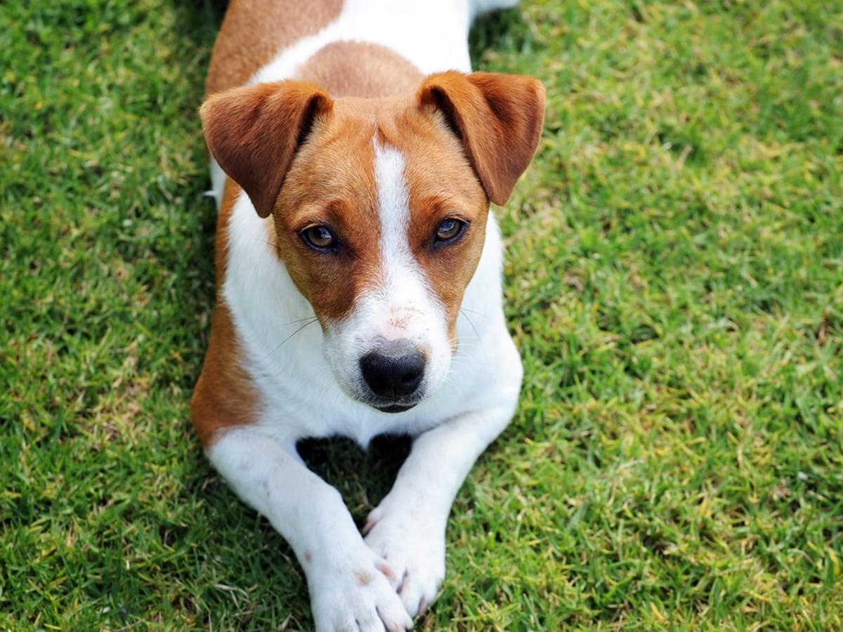 Jack Russell Terriers - Dog Breed Guide | Spot Canada